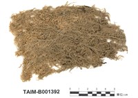 藏品(暖地泥炭苔)的圖片